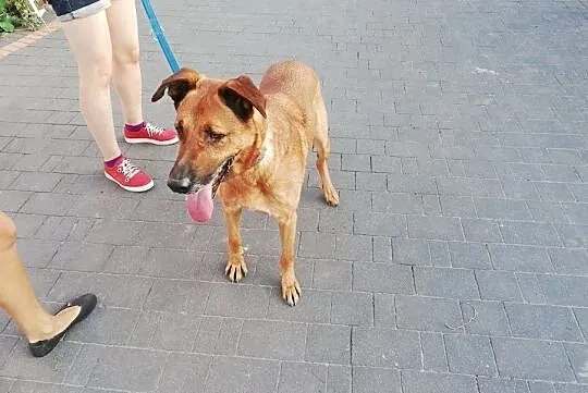 KORIN- kawał psa co cudny charakter ma