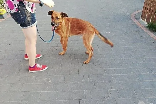 KORIN- kawał psa co cudny charakter ma, Mazowieckie, Warszawa
