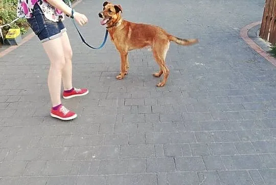 KORIN- kawał psa co cudny charakter ma, Mazowieckie, Warszawa