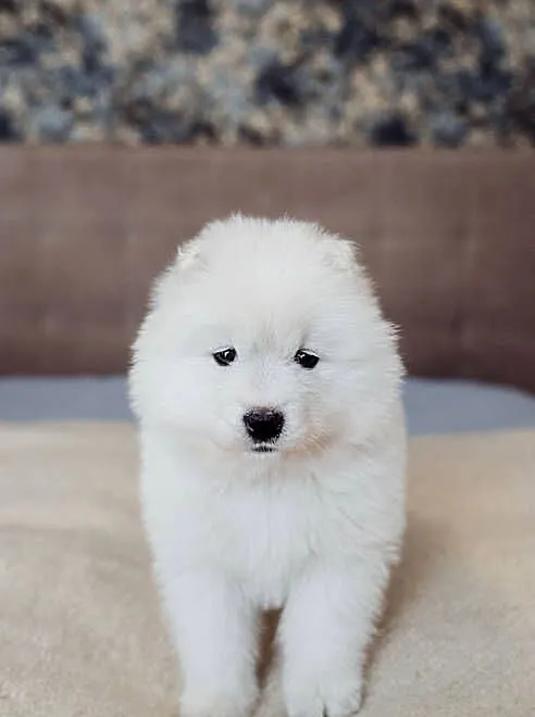 Pies szczeniak samoyed, Śląskie, Rybnik