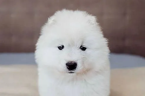 Pies szczeniak samoyed, Śląskie, Rybnik