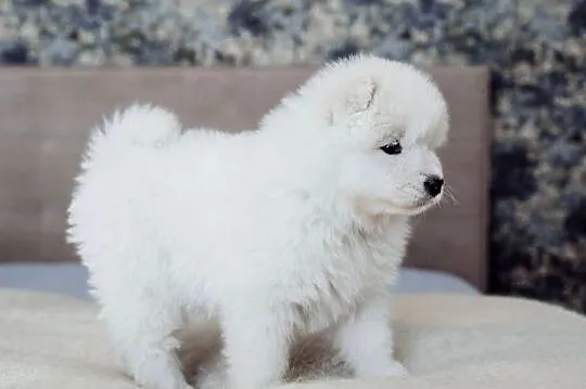 Pies szczeniak samoyed, Śląskie, Rybnik
