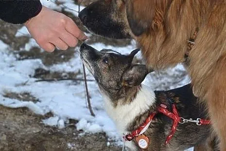 Mała Holly szuka domku,  mazowieckie Warszawa
