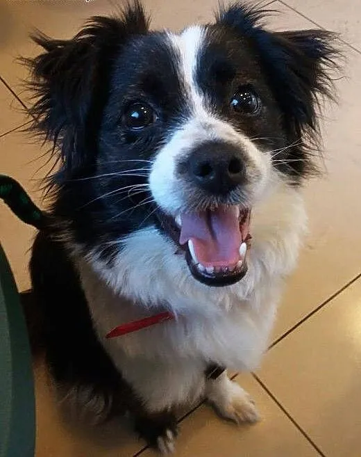 Amelia - łatki ma i Tobie je da ;), mazowieckie W