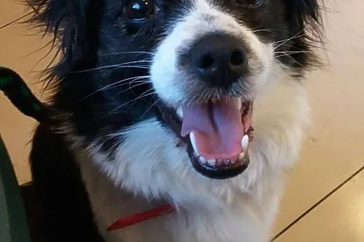 Amelia - łatki ma i Tobie je da ;), mazowieckie Warszawa