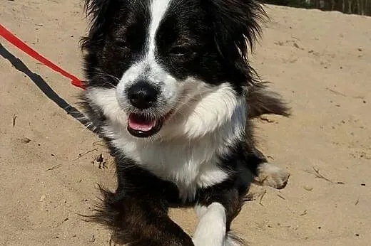 Amelia - łatki ma i Tobie je da ;),  mazowieckie W