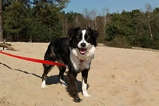 Amelia - łatki ma i Tobie je da ;),  mazowieckie W