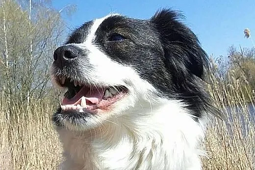Amelia - łatki ma i Tobie je da ;),  mazowieckie W