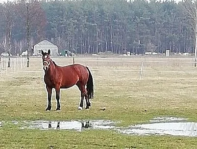 Źrebna klacz śląska, ,