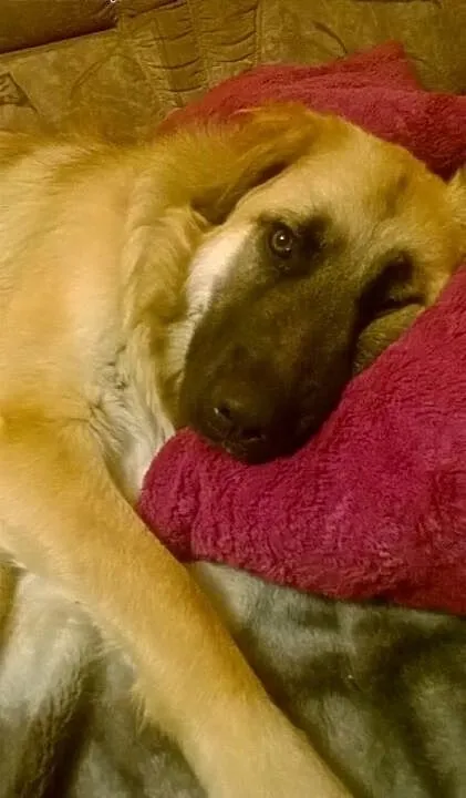 Piękna,łagodna Luna w typie leonberger do adopcji,