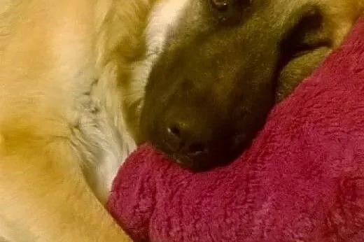 Piękna,łagodna Luna w typie leonberger do adopcji,