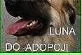Piękna,łagodna Luna w typie leonberger do adopcji,