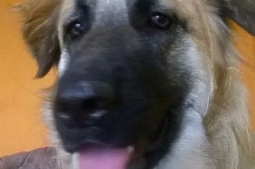 Piękna,łagodna Luna w typie leonberger do adopcji,