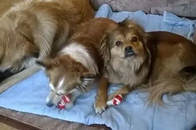 Piękna,łagodna Luna w typie leonberger do adopcji,