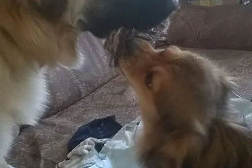 Piękna,łagodna Luna w typie leonberger do adopcji,