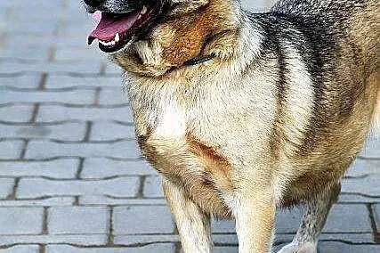 NATKA młodziutka sunia kundelek polski- łagodna, w