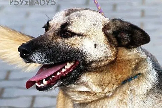 NATKA młodziutka sunia kundelek polski- łagodna, w