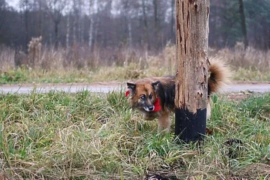 Hugo - nakolankowy owczarek
