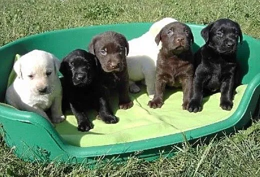 Szczenięta Labrador we wszystkich kolorach z papie