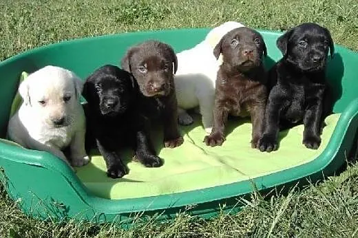 Szczenięta Labrador we wszystkich kolorach z papie