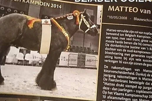 Ogierek belgijski ciemnogniady, , Praslity