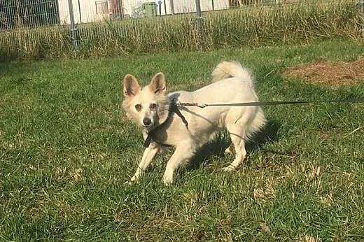 MILKA śnieżnobiała, 5-letnia suczka pilnie prosi o