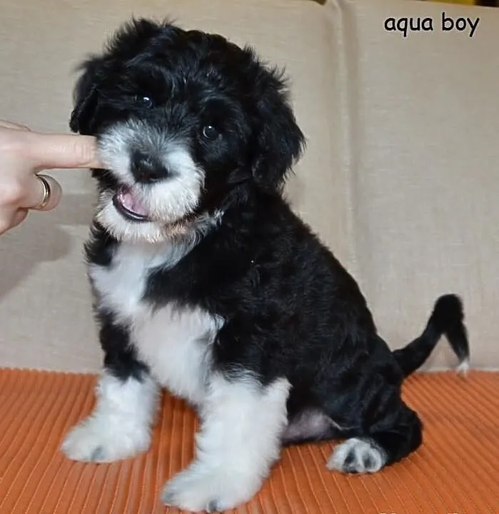 Portugalski pies dowodny/ Portuguese water dog/ Ca
