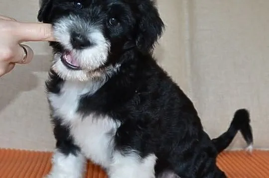 Portugalski pies dowodny/ Portuguese water dog/ Ca