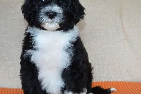 Portugalski pies dowodny/ Portuguese water dog/ Ca