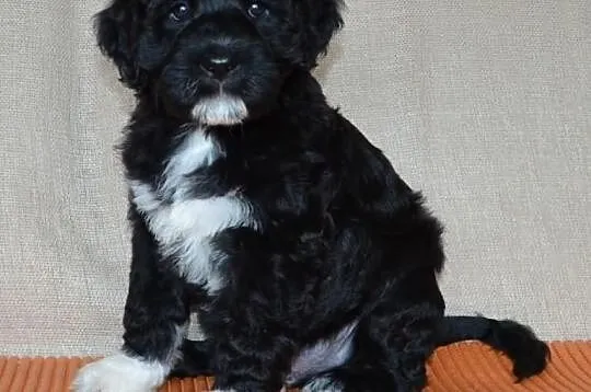 Portugalski pies dowodny/ Portuguese water dog/ Ca