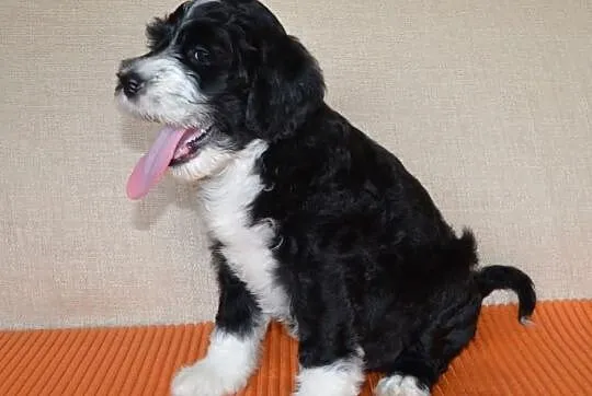 Portugalski pies dowodny/ Portuguese water dog/ Ca