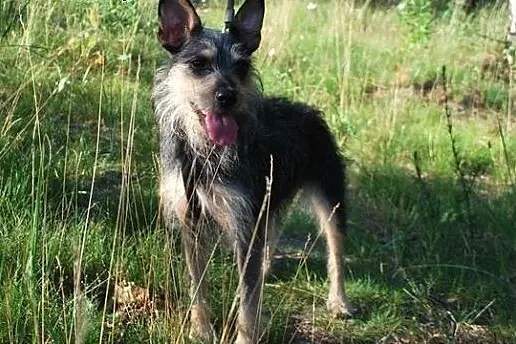 Bella trzy latnia sympatyczna sunia ,  śląskie Kat