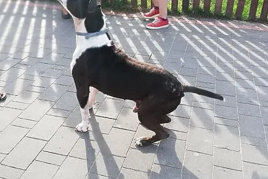 JERO jest wesołym psiakiem, co nie pogardzi do zabawy gryzakiem ;), Mazowieckie, Warszawa