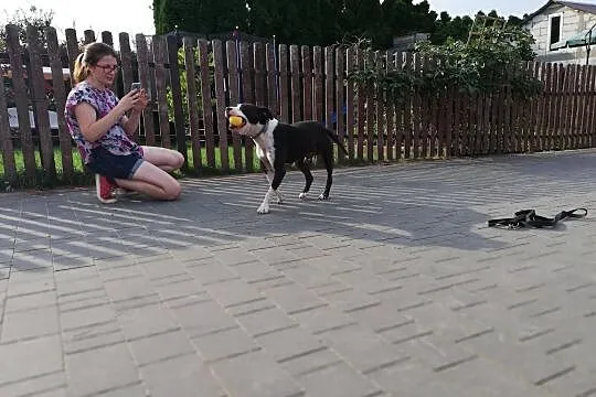 JERO jest wesołym psiakiem, co nie pogardzi do zabawy gryzakiem ;), Mazowieckie, Warszawa