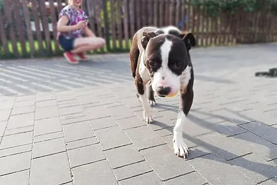 JERO jest wesołym psiakiem, co nie pogardzi do zabawy gryzakiem ;), Mazowieckie, Warszawa