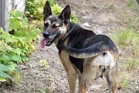 Mila czeka w przechowalni na nowy domek ocal ją pr