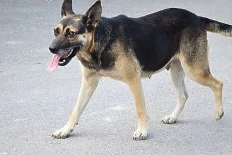 Mila czeka w przechowalni na nowy domek ocal ją pr
