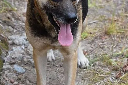 Mila czeka w przechowalni na nowy domek ocal ją pr