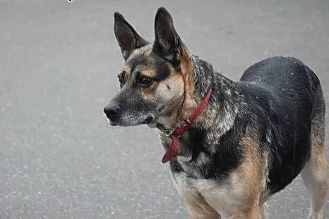 Mila czeka w przechowalni na nowy domek ocal ją pr