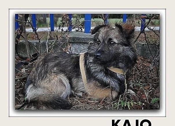 KAJO,7mies.szczeniak,mały,wrażliwy,łagodny,szczepiony piesek.ADOPCJA, Małopolskie, Tarnów