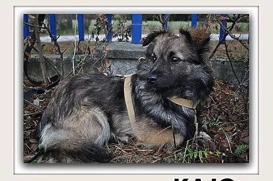 KAJO,7mies.szczeniak,mały,wrażliwy,łagodny,szczepiony piesek.ADOPCJA, Małopolskie, Tarnów