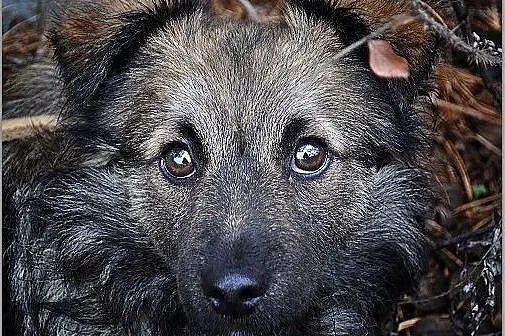 KAJO,7mies.szczeniak,mały,wrażliwy,łagodny,szczepiony piesek.ADOPCJA, Małopolskie, Tarnów