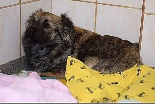 KAJO,7mies.szczeniak,mały,wrażliwy,łagodny,szczepiony piesek.ADOPCJA, Małopolskie, Tarnów