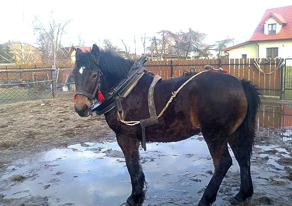 Sprzedam źróbkę