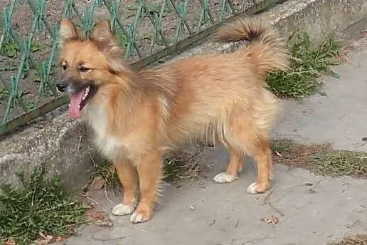 Lisia- 9kg sunia czeka na dom ,  łódzkie Skierniew