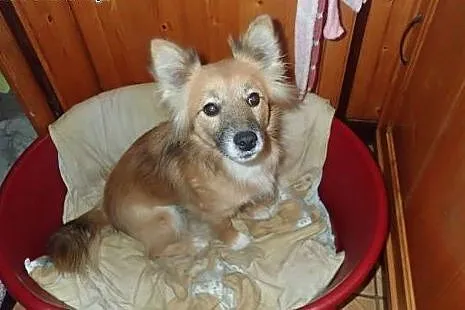Lisia- 9kg sunia czeka na dom ,  łódzkie Skierniew