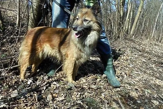 suczka-Satika, , Kłomnice