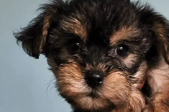 Yorkshire  terrier, Wielkopolskie, Psary Małe