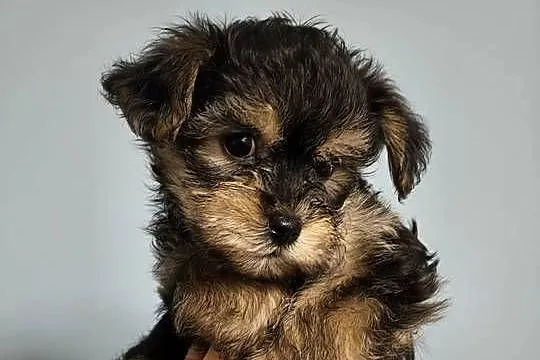 Yorkshire  terrier, Wielkopolskie, Psary Małe