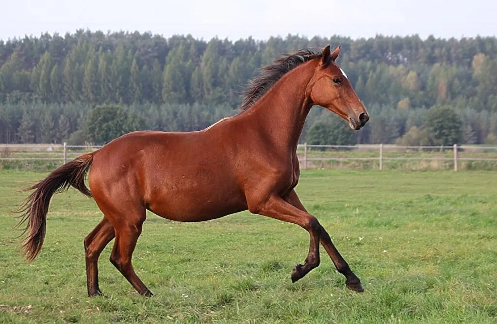 Klacz ujeżdżenie, , Drezdenko